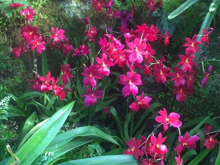 Orchid Festival At Kew Gardens, 2023 (15 Pics)