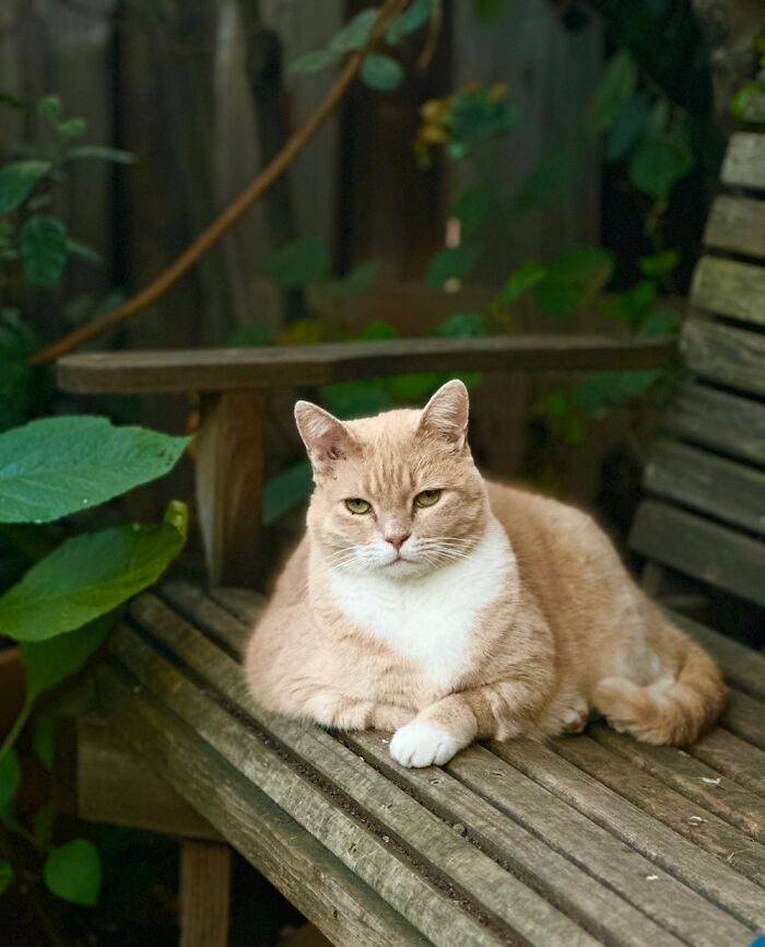 This Fluff Ball Makes My Life So Much More Entertaining