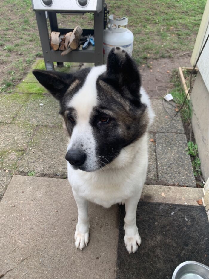 My Wonderful Dog Nico. He Makes Everything Better!