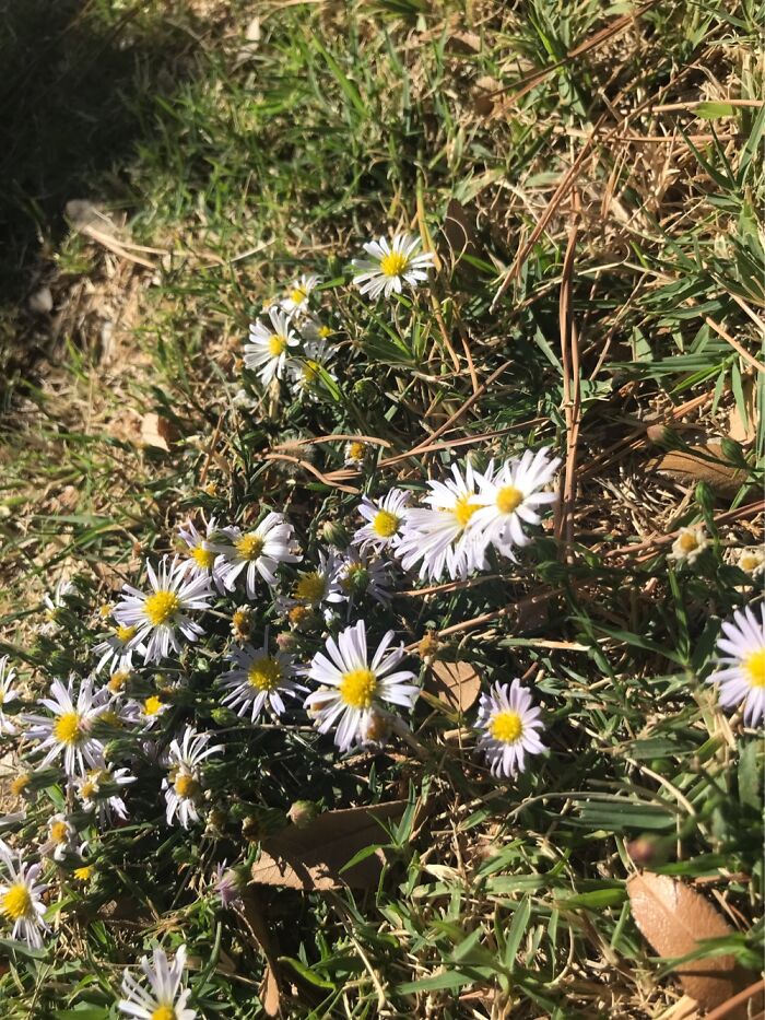 These Little Daisies