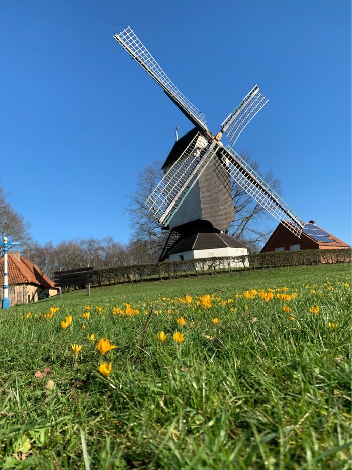 The Crocuses On The Lawn Of The Windmill In “Heist-On-The-Hill” ( Heist-Op-Den-Berg )