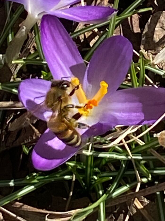 A Little Honey Bee Working Hard