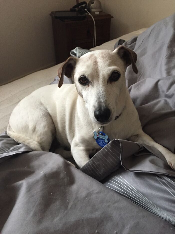 My Baby Scooter Who Passed Away At 18 Years Old. My Best Mate 💔