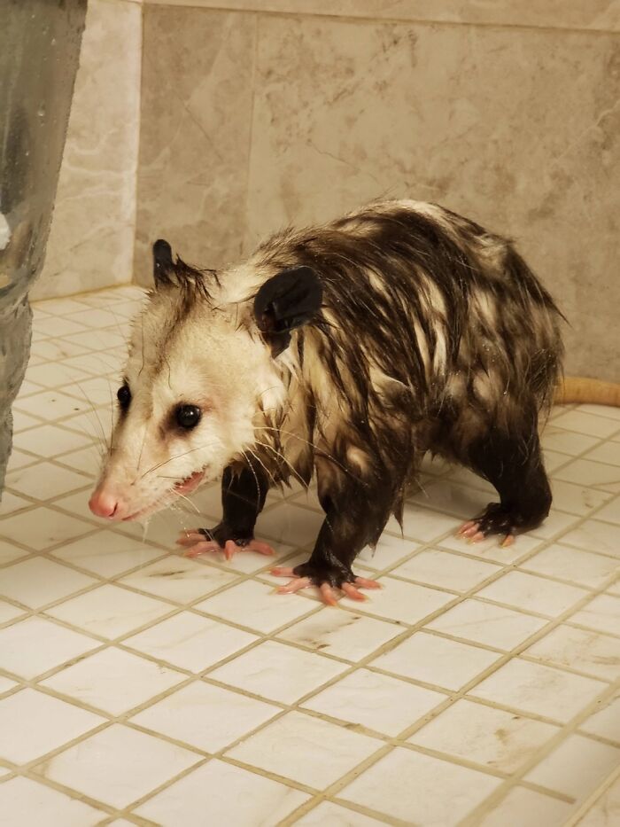 Opossums!!! I Love Them So Much They Look Like Big Cat Rats That Yell And Eat Garbage