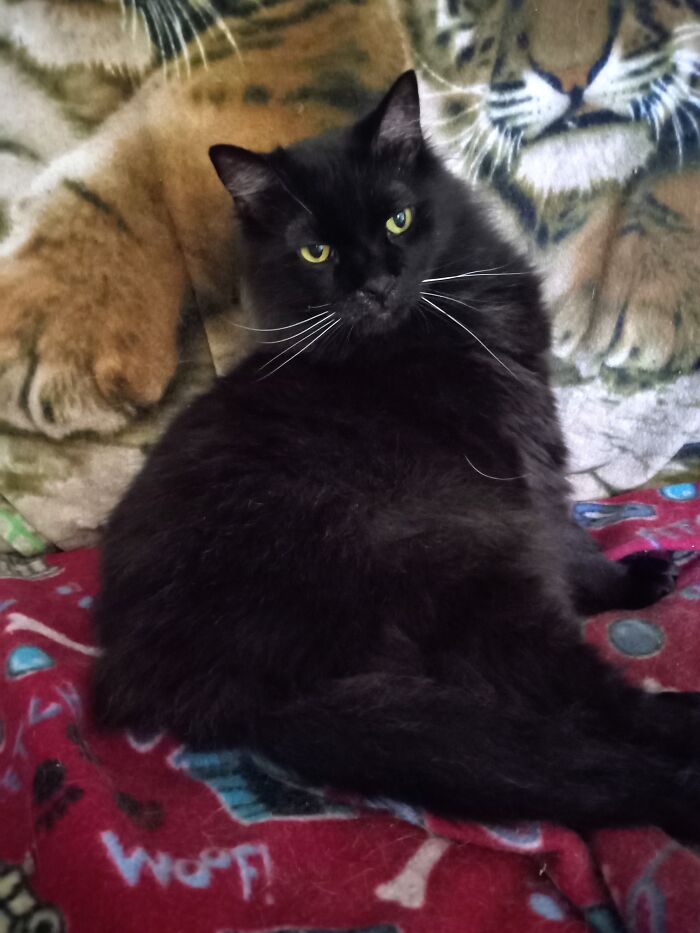 Chewie He's A Rescue I Adopted, Found In A Tree As A Kitten. He Will Be 12 In August