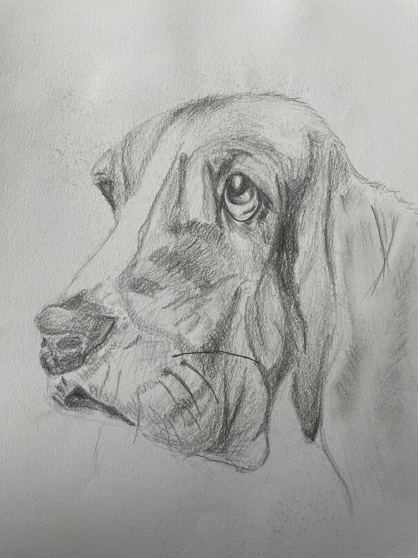 Dogs In General Are My Favorite But Basset Hounds Are The Most Fun To Draw