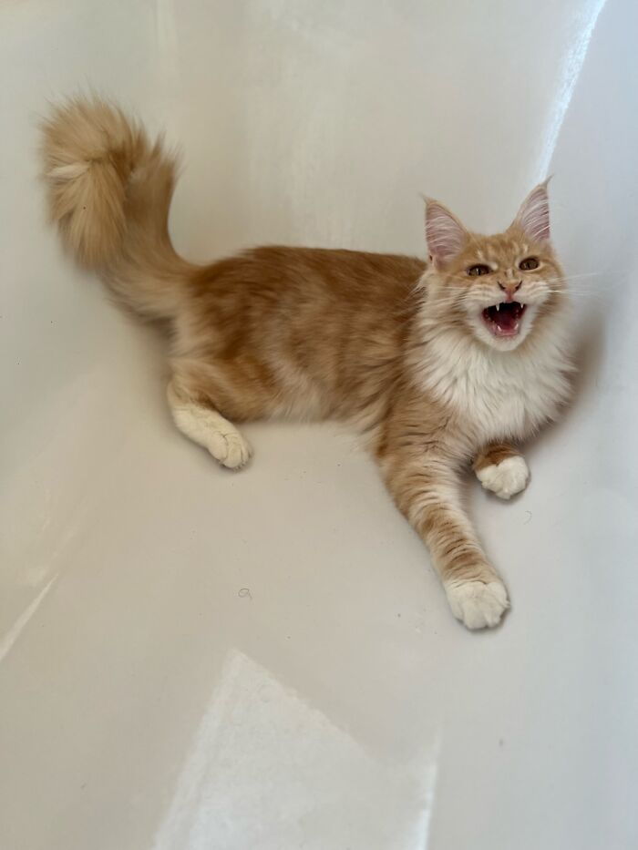 Fina Muffina, Fluffy Tiger Kitty