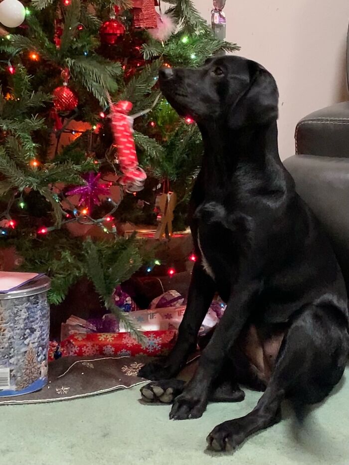 My Opal Asking For A Gift Off The Tree