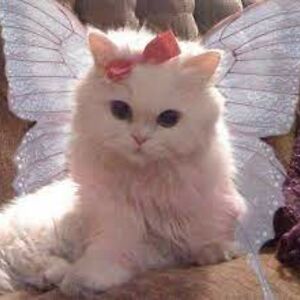 luciatorresgomez avatar