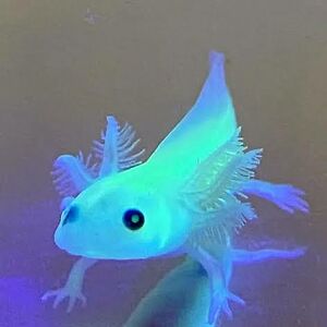 khadijasoliman avatar