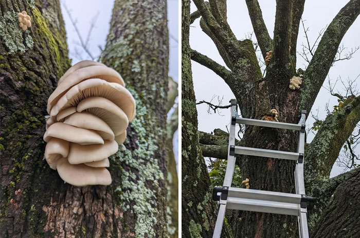 My Dying Tree Loves Making Oysters!