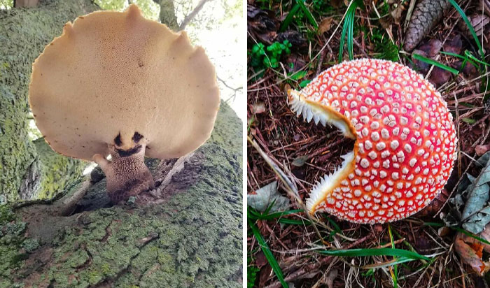 50 Times People Found Such Amazing Free Goods In The Wild, They Just Had To Share It (New Pics)