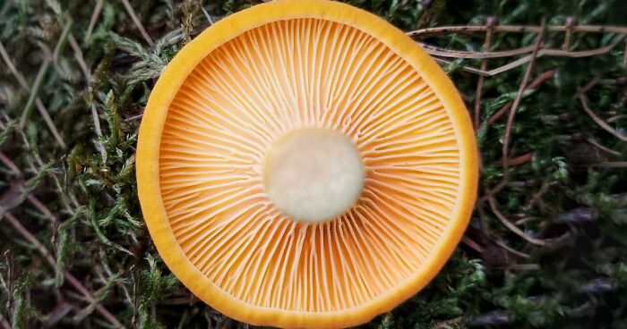 102 Times People Found Something Amazing While Foraging And Just Had To Share In These Dedicated Online Groups (New Pics)