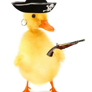 duckpirate72 avatar
