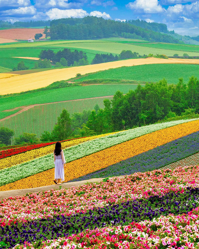 Campo de flores en Hokkaido, Japón