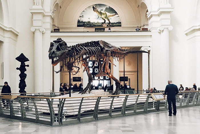 Picture of museum with dinosaur bones