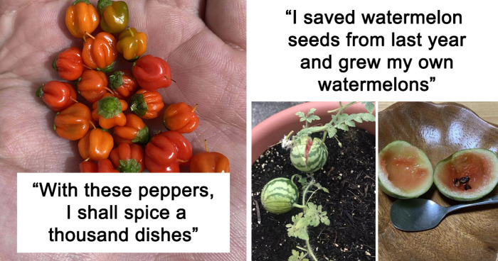 30 Times People Attempted To Grow Their Own Food, But The Results Were Hilariously Disappointing