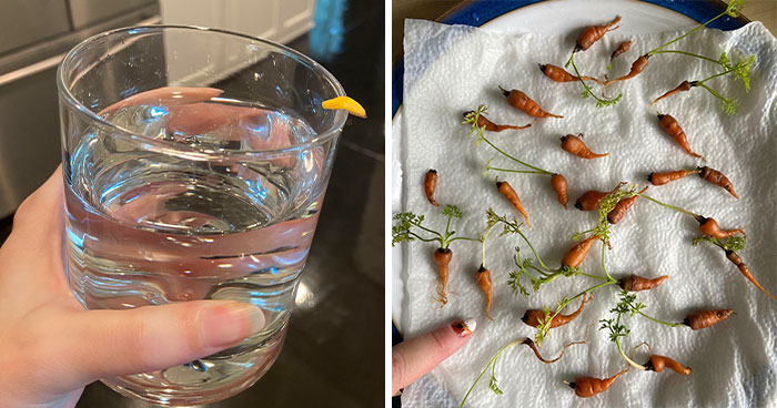 30 Times People Attempted To Grow Their Own Food, But The Results Were Hilariously Disappointing
