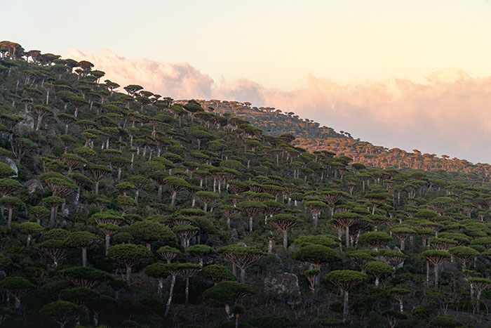 Socotra Dragon Tree, Yeмen