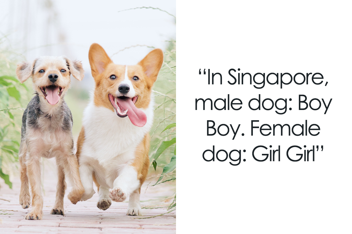 80 Old-Fashioned Dog Names Around The World, As Shared By People In This  Online Thread | Bored Panda