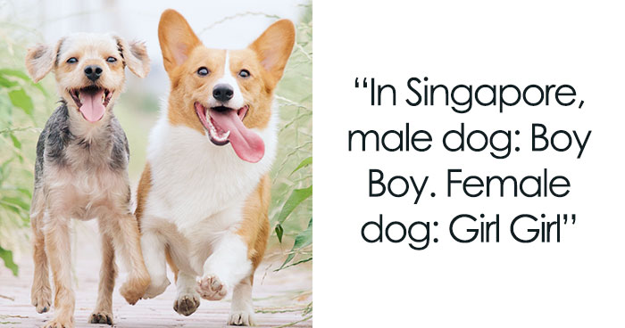 80 Old-Fashioned Dog Names Around The World, As Shared By People In This Online Thread