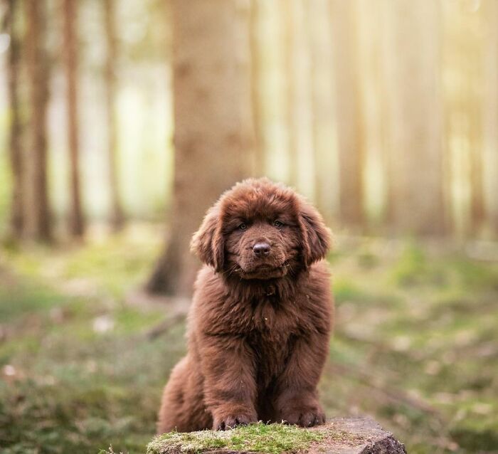 I Think Puppies Are The Best Models Ever
