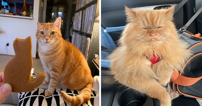 107 Orange Cats That Are Basically Tiny Tigers