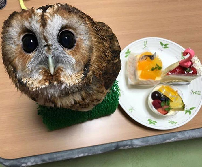 Superb Owl Turns Two Today
