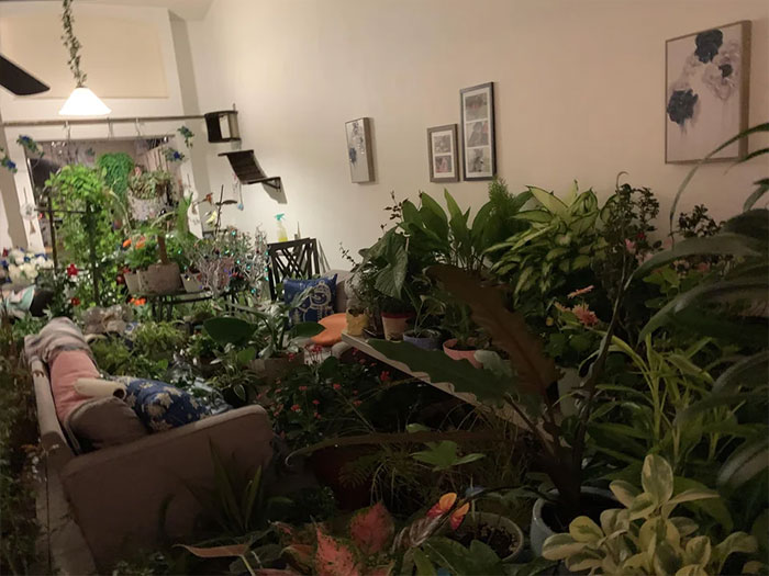 Houseplants. It’s Hard To Stop Buying/Trading Or Just Propagating And Making More