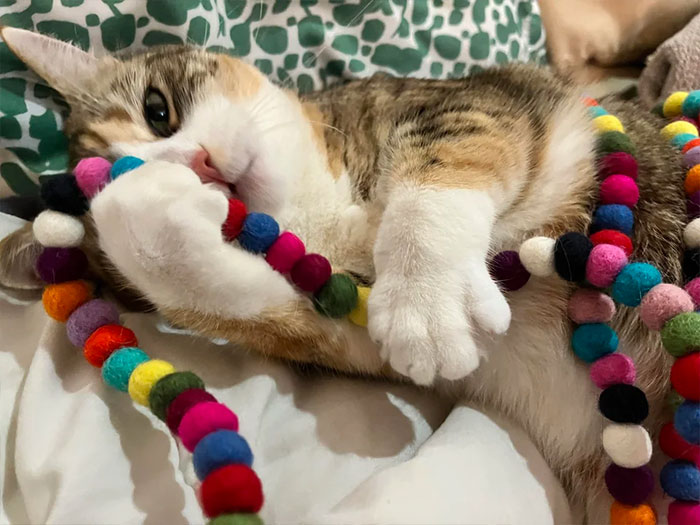 Cat Toys. All For My Cats To Only Play And Fight Over The Same Damn Toy. They’re Like Toddlers