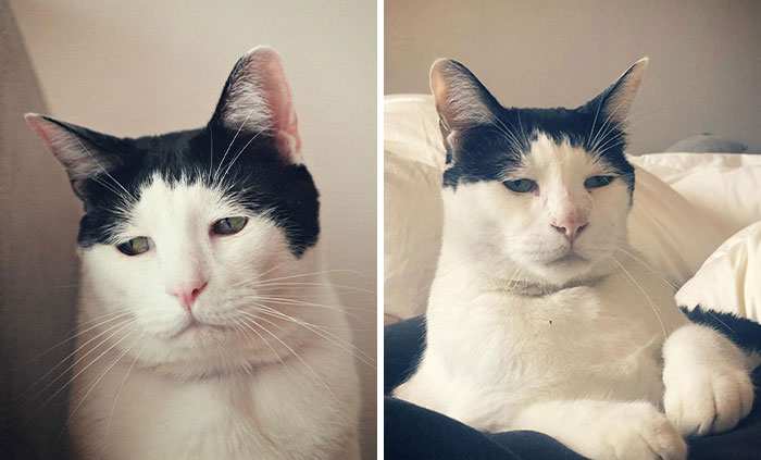 Meet Pancho, The Japanese Cat Whose Gloomy Gaze Stole The Hearts Of Many