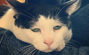 Meet Pancho, A Cat That Won The Internet With His Sad Smile
