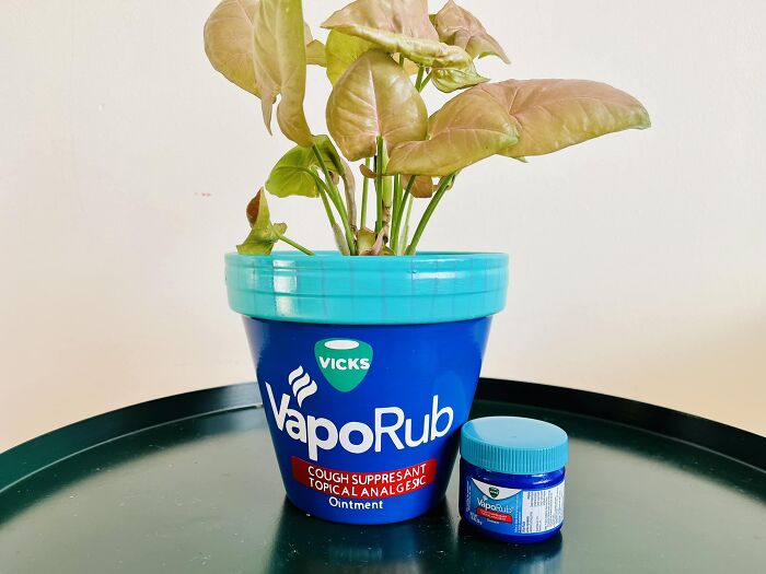 Nobody: Me: Vicks Vaporub Plant Pot! It’s Cold And Flu Season