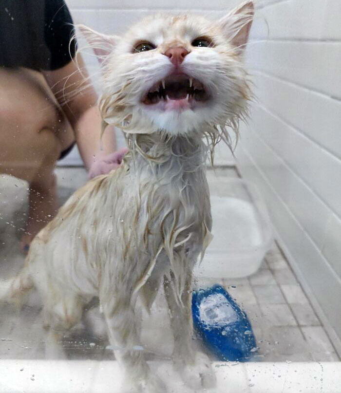What Started As An Adventure To The Garage And A Grease Puddle Turned Into Tater's First Bath Time Experience