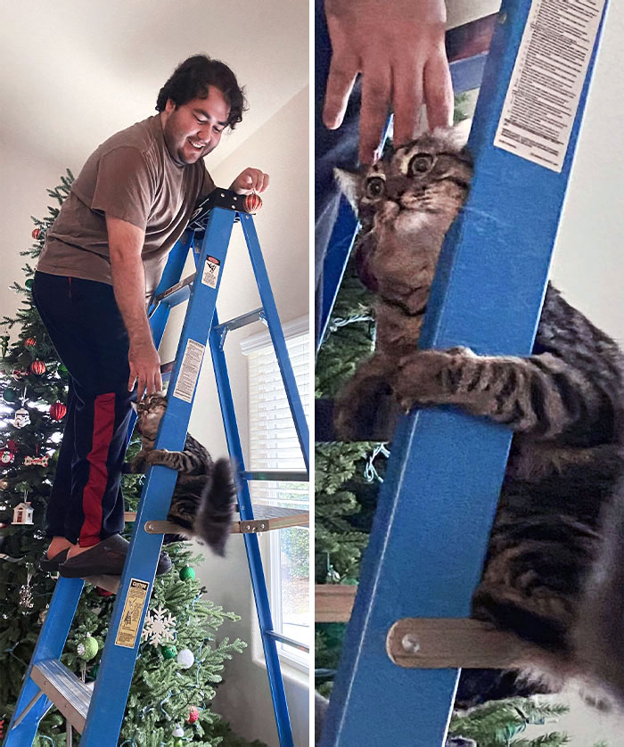 My Indoor Cat's First Time Experiencing Heights, And He Instantly Regretted It