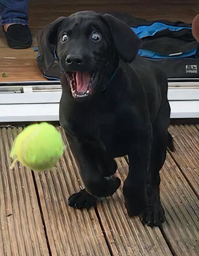 My Labrador Puppy Chased A Ball For The First Time
