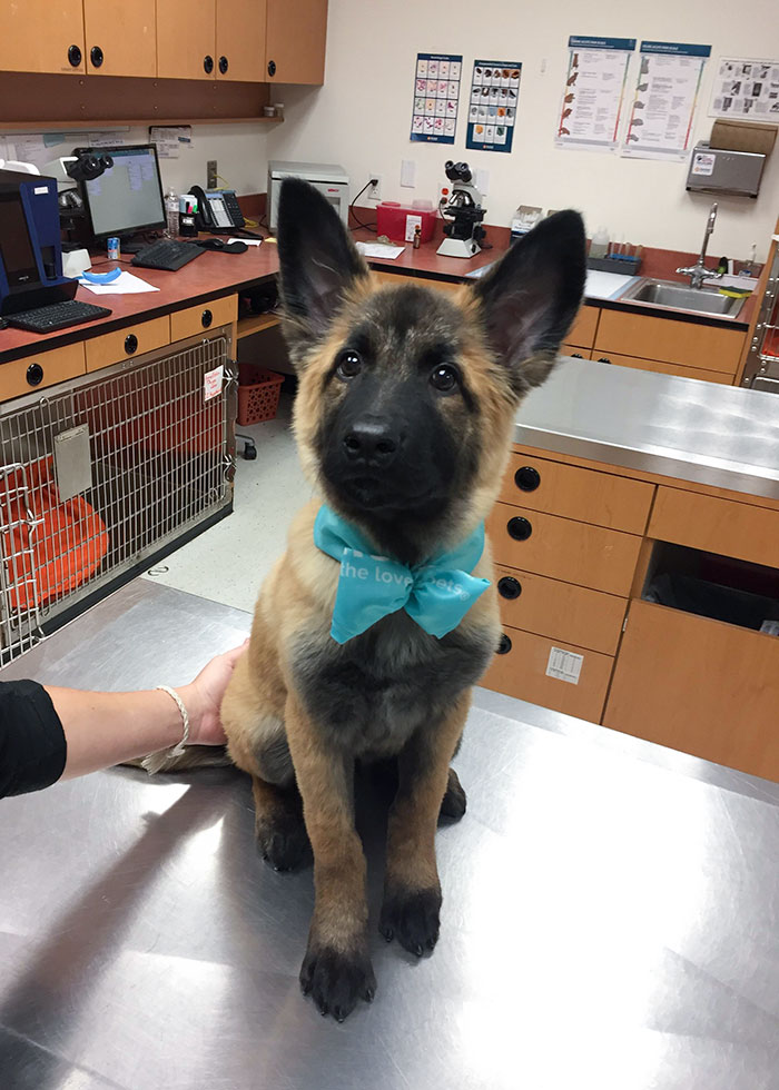 The First Time My Little Guy Got Groomed