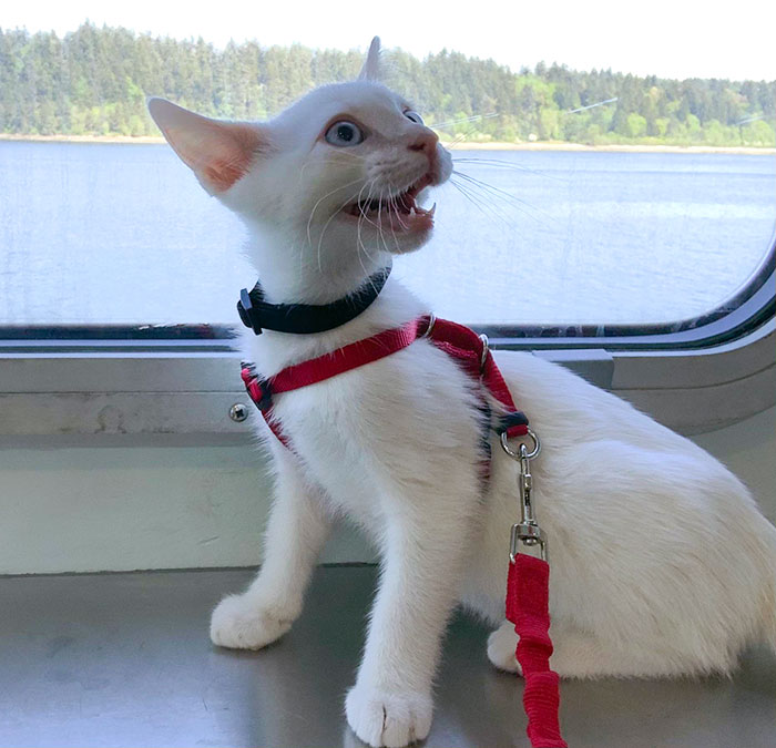 Han's First Time On The Ferry. He Screamed At Every Single Person He Saw So He Could Get All The Good Pets. My Little Attention Seeker