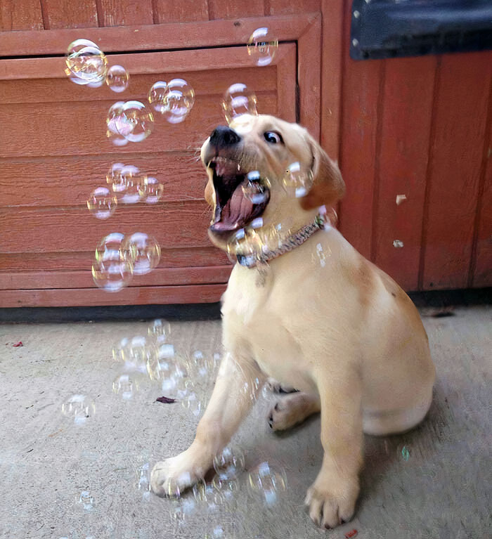 I Introduced Charlie To The Bubbles