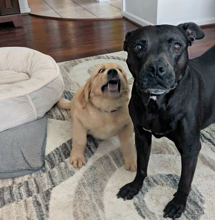 We Introduced Our Parent's Twelve-Year-Old Staffy To Our Crazy Nine-Week-Old Golden Retriever
