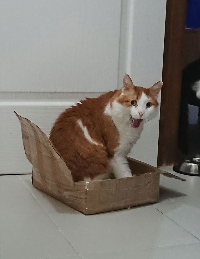 Cat's First Time In A Box