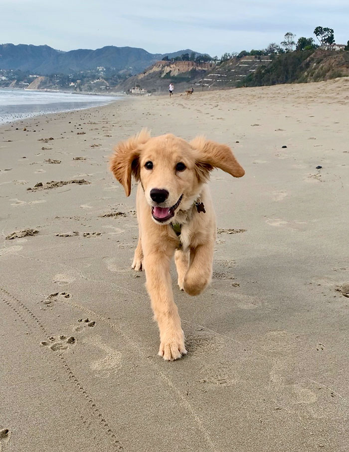 My Puppy's First Time At The Beach. He Couldn't Stop Smiling