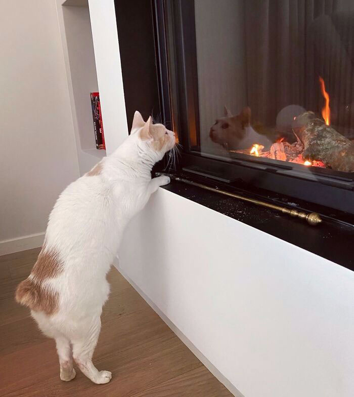 Chapy Discovered Our Fireplace For The First Time, And He Also Showed His Cute Bobtail