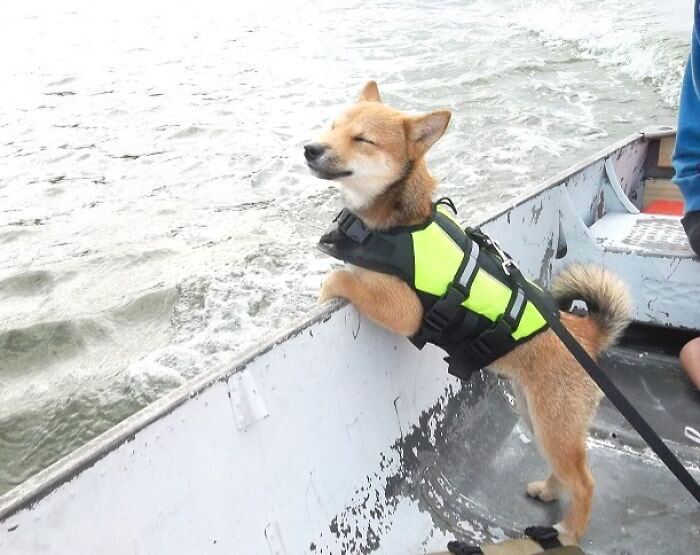  Llevé a mi perro a su primer paseo en barco 