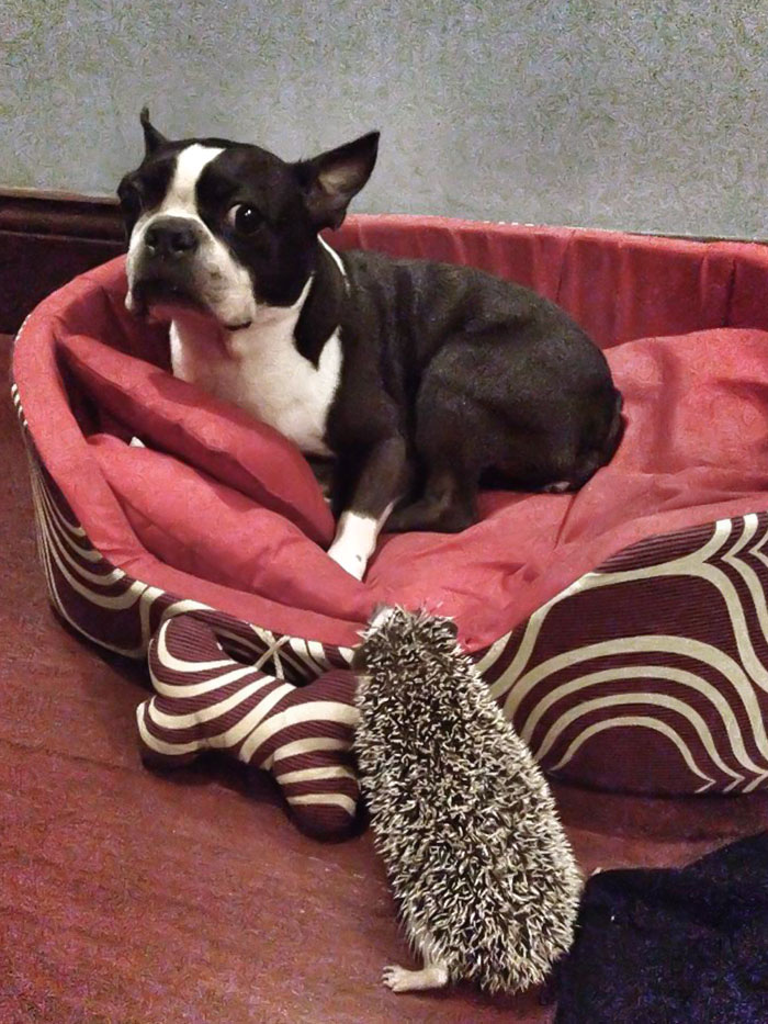 My Dog Met My Hedgehog Prickachu, For The First Time