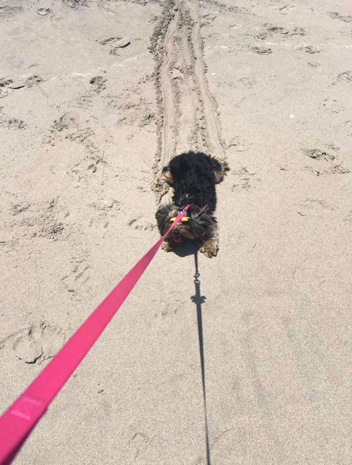 My Dog Went To The Beach For The First Time. Notice The Drag Marks