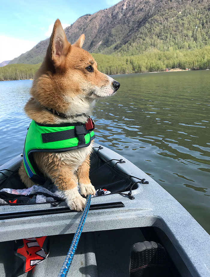 It Was My Dog's First Time Kayaking, And He Fell Into The Lake
