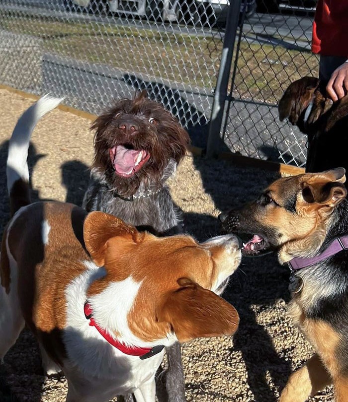 Puppy's First Time At The Dog Park