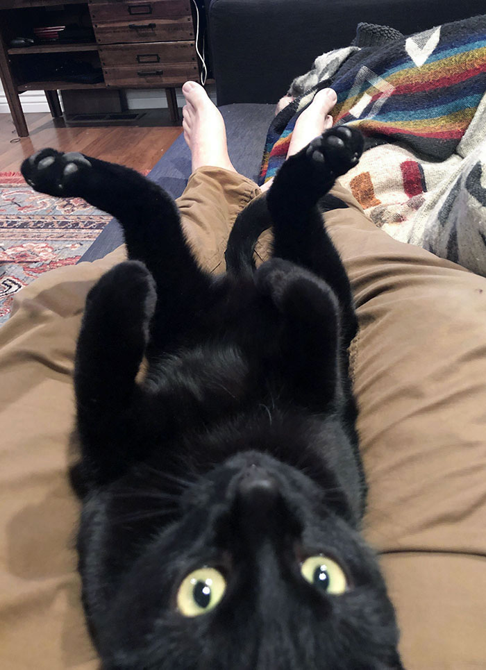 We Adopted This Cute Boy, And For The Past Couple Of Weeks, He Has Been Super Shy. Today For The First Time, He Plopped In My Lap And Did This