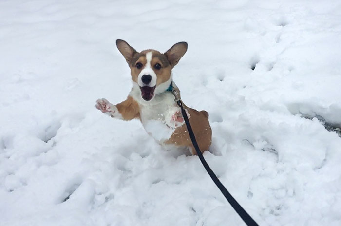 Waffle's First Snow